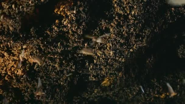 メキシコのフリーテールのコウモリやブラジルのフリーテールのコウモリの群れを閉じます タダリダBrasiliensis 洞窟で夜のカバーを待っています オースティン テキサス州 アメリカ — ストック動画