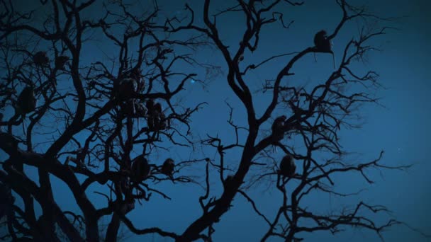Grupo Monos Duermen Árbol Por Noche Parque Nacional Hwange Zimbabue — Vídeo de stock