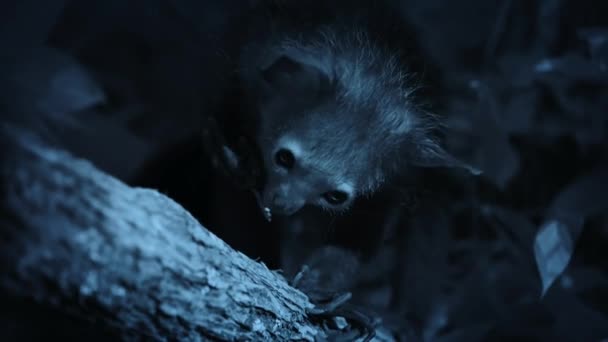 Aye Aye Daubentonia Madagascariensis Lêmure Primata Estreppsirrina Encontrando Insetos Madeira — Vídeo de Stock