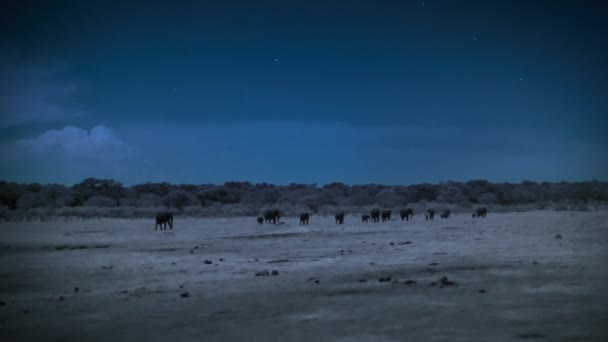 Elephant Family Find Drinking Water Night Hwange National Park Zimbabwe — Stock Video