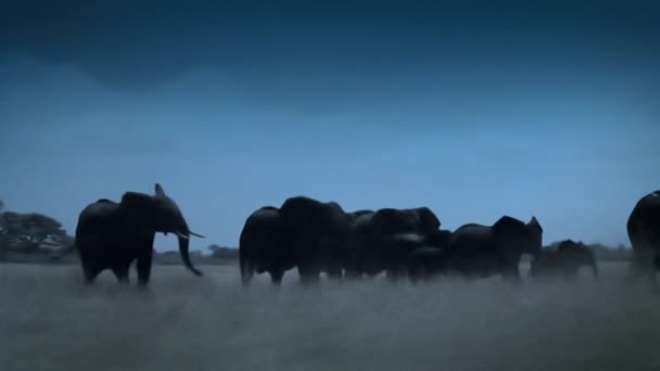 Sloní Rodina Najde Noci Pitnou Vodu Hwange National Park Zimbabwe — Stock video