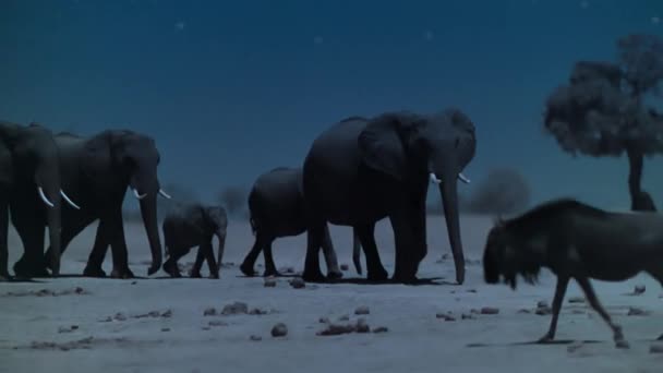Famiglia Degli Elefanti Trova Acqua Potabile Notte Hwange National Park — Video Stock