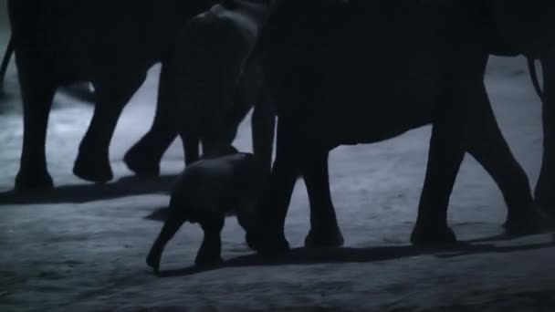 象の家族は夜に飲料水を見つけます Hwange国立公園 ジンバブエ 低光のカメラ映像 — ストック動画