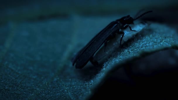 Close Van Fireflies Paring Het Bos Nachts Oostelijke Verenigde Staten — Stockvideo