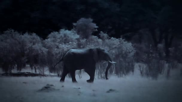 Fil Ailesi Geceleri Içme Suyu Buluyor Hwange Ulusal Parkı Zimbabwe — Stok video