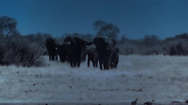 Olifantenfamilie Vindt Nachts Drinkwater Het Hwange National Park Zimbabwe Beelden — Stockvideo