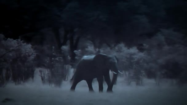 象の家族は夜に飲料水を見つけます Hwange国立公園 ジンバブエ 低光のカメラ映像 — ストック動画