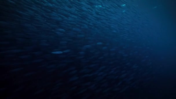 鲱鱼在挪威海的海底活动 挪威的峡湾 — 图库视频影像