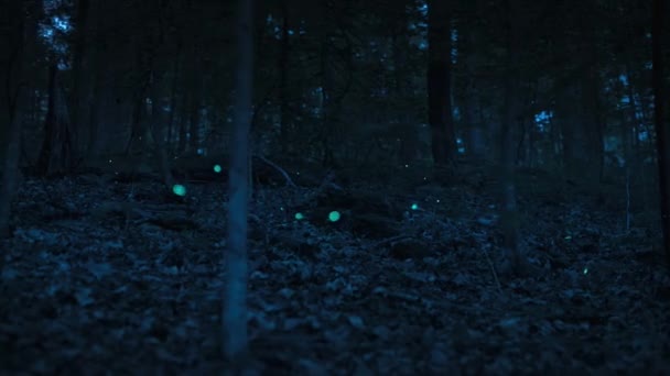 Ateşböcekleri Gece Amerika Birleşik Devletleri Nin Doğusunda Ormanda Işıklarını Yakarlar — Stok video