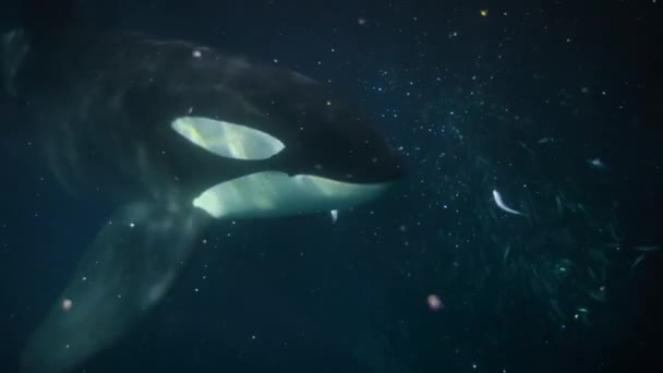 Orka Katil Balina Orcinus Orca Norveç Fiyortlarındaki Trawlers Gemisinin Ağlarından — Stok video
