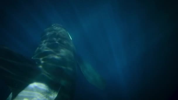 虎鲸或虎鲸 Orcinus Orca 在挪威的峡湾 挪威的海底游泳 — 图库视频影像