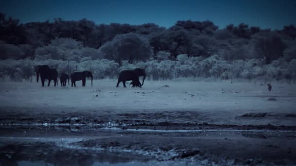 Hyenas Stalking Hunting Elephant Cub Night Hwange National Park Zimbabwe — Stock Video