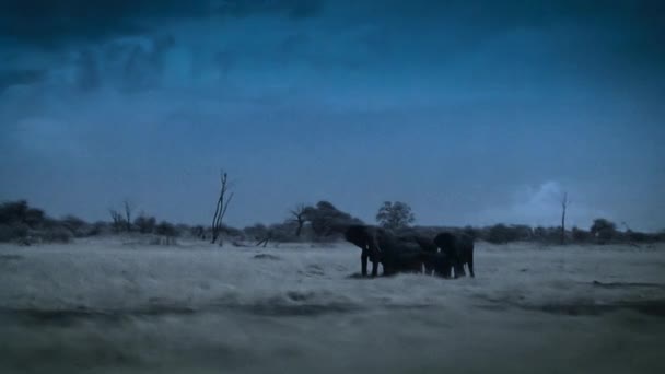 津巴布韦Hwange国家公园的大象家庭在夜间发现有闪电背景的饮水 低光相机镜头 — 图库视频影像