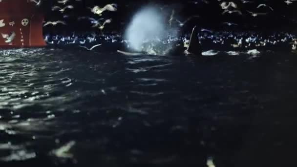 Кит Убийца Orcinus Плавающий Ночью Рядом Судном Trawlers Норвежском Море — стоковое видео
