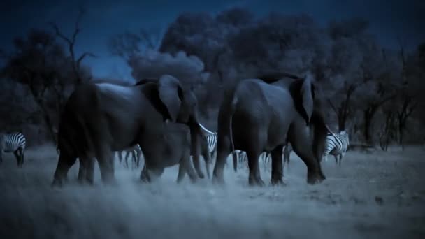 在津巴布韦Hwange国家公园 大象家族在夜间找到饮用水 低光相机镜头 — 图库视频影像