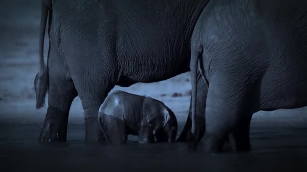 Familia Elefantes Encuentra Agua Potable Por Noche Parque Nacional Hwange — Vídeos de Stock