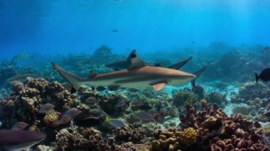 Gri resif köpekbalığı (Carcharhinus amblyrhynchos) Pasifik Okyanusu 'nun ortasındaki mercan resifinde, Fransız Polinezyası' nda bulunur..