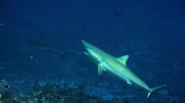 Gri resif köpekbalığı (Carcharhinus amblyrhynchos) akıntıda asılı küçük grasse balığının Pasifik Okyanusu 'nun ortasında dişlerini temizlemesini bekler, Fransız Polinezyası.