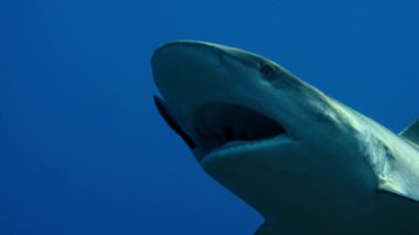 Gri resif köpekbalığı (Carcharhinus amblyrhynchos) akıntıda asılı küçük grasse balığının Pasifik Okyanusu 'nun ortasında dişlerini temizlemesini bekler, Fransız Polinezyası.