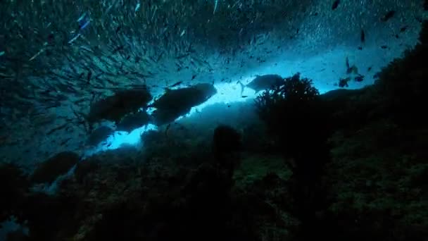 在澳大利亚大堡礁的浅海中 这只巨大的三叉戟 Caranx Unbilis 正在捕猎大堡礁中的大堡礁群 — 图库视频影像