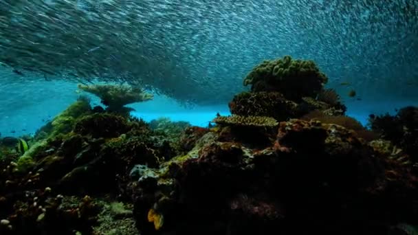 Immense Shoals Anchovies Throng Shallow Seas Great Barrier Reef Australia — Stock Video