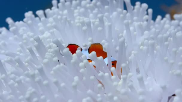 Red Sea Clownfish Amphiprion Bicinctus Κρύβονται Λευκή Ανεμώνη Στον Μεγάλο — Αρχείο Βίντεο