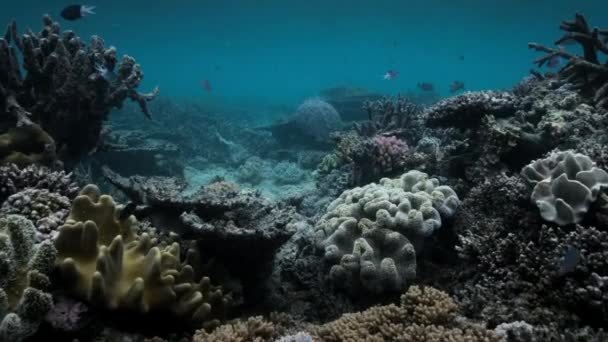 海面水温の上昇と地球温暖化が世界中でサンゴ礁を殺していますオーストラリアのグレートバリアリーフ — ストック動画