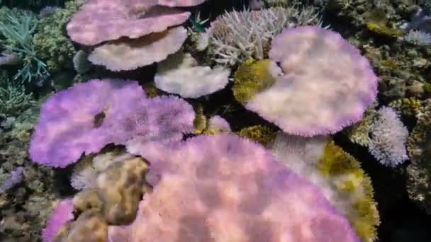 이례적으로 로인해 산호초 가태어 하얗고 오스트레일리아 그레이트 배리어 로변하였다 — 비디오