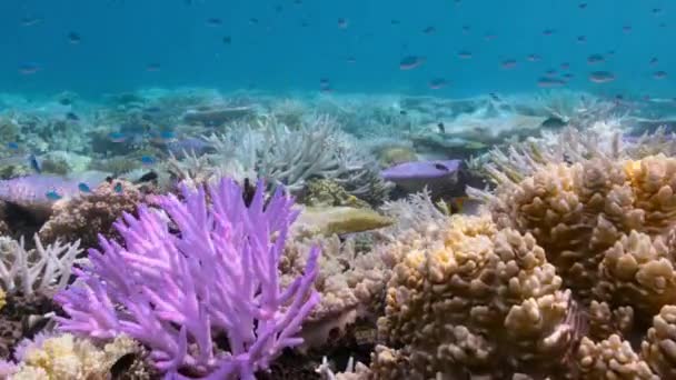 澳大利亚大堡礁 异常温暖的海洋导致许多珊瑚礁漂白变白 — 图库视频影像