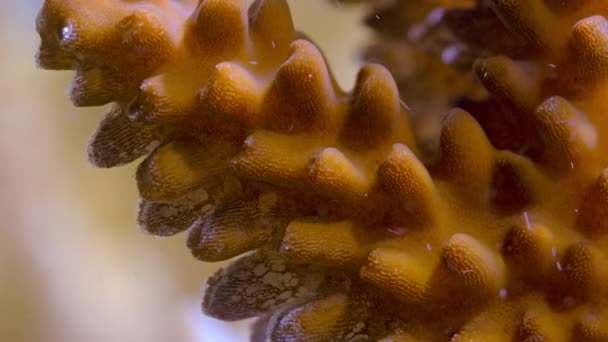 Тімелапсія Мікроскопічних Рослин Які Живуть Тканинах Коралів Дає Колір Харчування — стокове відео