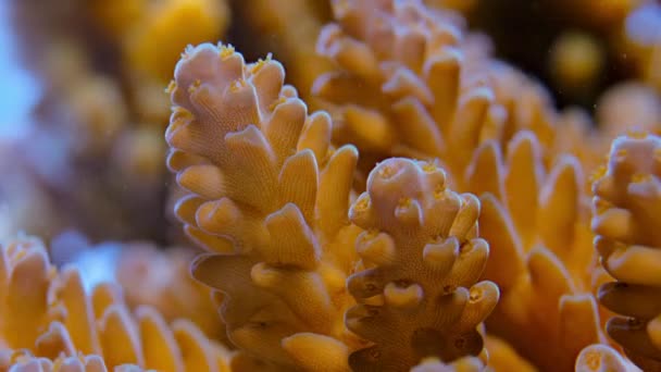 Mercanların Dokularında Yaşayan Mikroskobik Bitkilerin Zamanı Mercanlara Renk Besin Verir — Stok video