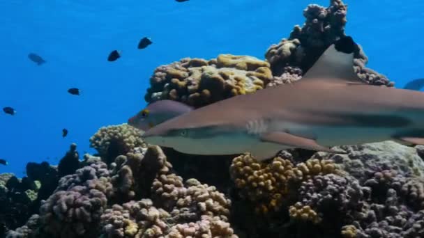 Den Grå Revhajen Carcharhinus Amblyrhynchos Hänger Strömmen Korallrevet Mitt Stilla — Stockvideo