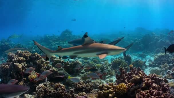 Squalo Grigio Della Barriera Corallina Carcharhinus Amblyrhynchos Pende Nella Corrente — Video Stock