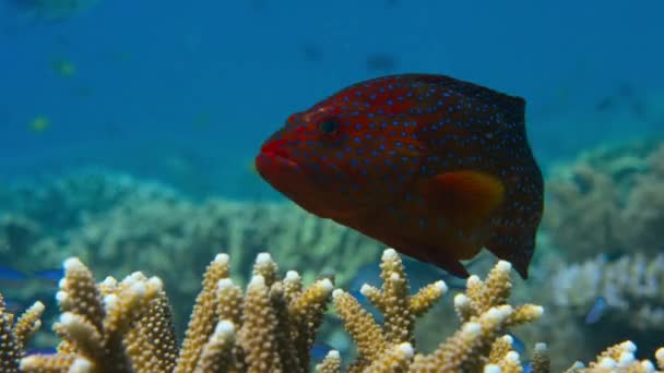 Coral Grouper Cephalopholis Miniata Nadando Arrecife Coral Medio Del Océano — Vídeo de stock