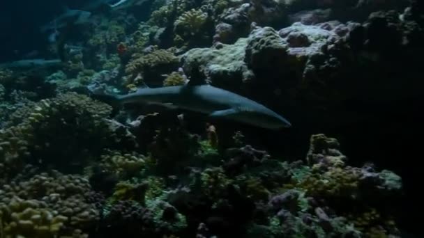 法属波利尼西亚太平洋中部的白鳍礁鲨 Triaenodon Obesus 目前正在寻找猎物 它们在黄昏时分躲藏在这些地方 — 图库视频影像