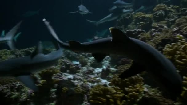 法属波利尼西亚太平洋中部的白鳍礁鲨 Triaenodon Obesus 目前正在寻找猎物 它们在黄昏时分躲藏在这些地方 — 图库视频影像