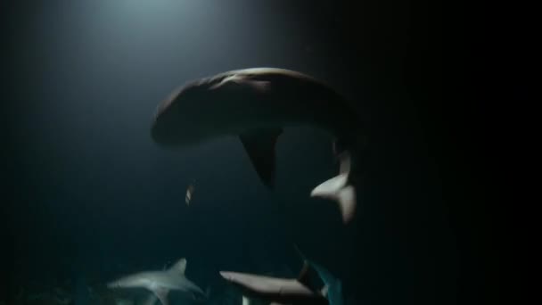 Γκρίζος Καρχαρίας Ύφαλος Carcharhinus Amblyrhynchos Κρέμεται Στην Τρέχουσα Αναζήτηση Για — Αρχείο Βίντεο