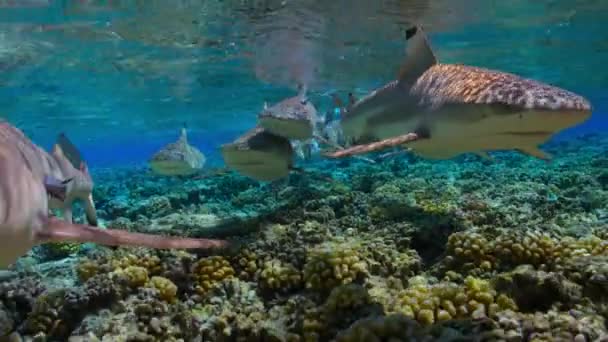 Gri Resif Köpekbalığı Carcharhinus Amblyrhynchos Pasifik Okyanusu Nun Ortasındaki Mercan — Stok video