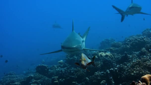 Szürke Zátony Cápa Carcharhinus Amblyrhynchos Lóg Áramlatban Várni Kis Wrasse — Stock videók