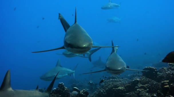 在法属波利尼西亚太平洋中部 灰礁鲨 Carcharhinus Amblyrhynchos 悬挂在海流中 等待着小小的水龙咬住它们洁白的牙齿 — 图库视频影像