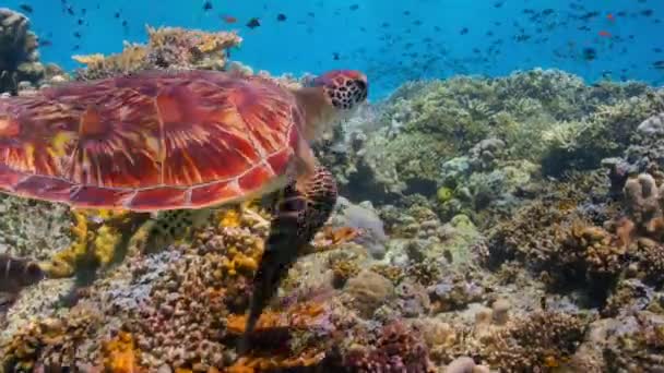 Tortuga Marina Verde Chelonia Mydas Nadando Medio Del Océano Pacífico — Vídeo de stock