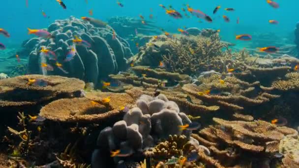 Gesundes Korallenriff Mit Fischschwärmen Unter Wasser Meereslebewesen Mitten Pazifik Französisch — Stockvideo