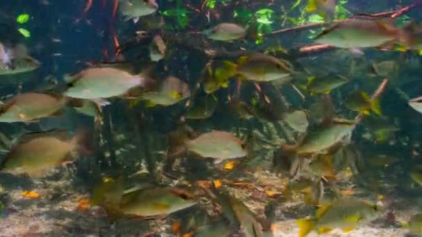 マングローブの絡み合った根は 若い魚のための安全な保育園 エバーグレーズ国立公園 南フロリダ 米国を作成します — ストック動画