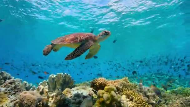 Penyu Hijau Chelonia Mydas Berenang Tengah Samudera Pasifik Polinesia Prancis — Stok Video