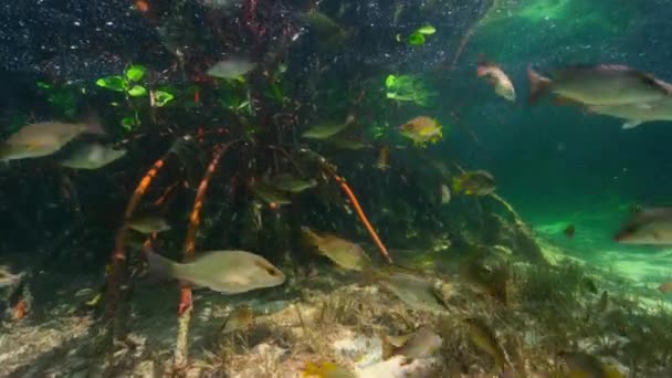 マングローブの絡み合った根は 若い魚のための安全な保育園 エバーグレーズ国立公園 南フロリダ 米国を作成します — ストック動画