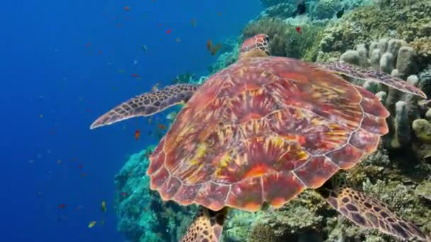 太平洋の真ん中で泳ぐアオウミガメ チェロニア ミダス フランス領ポリネシア — ストック動画