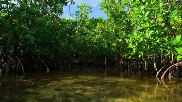 Flygfoto Över Mangroveträsk Gränsar Till Sjögräsängarna Everglades Nationalpark Södra Florida — Stockvideo
