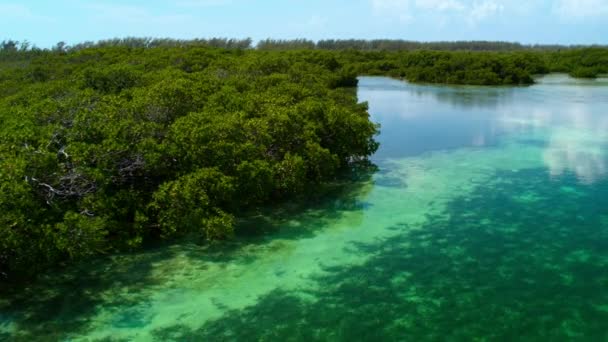 Luftaufnahme Von Mangroven Rande Der Seegraswiesen Everglades National Park Südflorida — Stockvideo