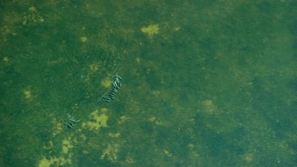Flasknosdelfiner Tursiops Truncatus Söker Efter Livsmedel Genom Ekolokalisering Sjögräset Everglades — Stockvideo