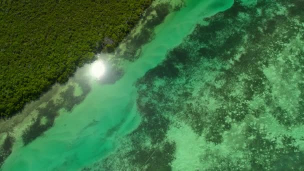 Αεροφωτογραφία Των Μαγκρόβιων Συνόρων Θαλάσσια Λιβάδια Εθνικό Πάρκο Everglades Νότια — Αρχείο Βίντεο